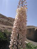 لاله دم روباهی